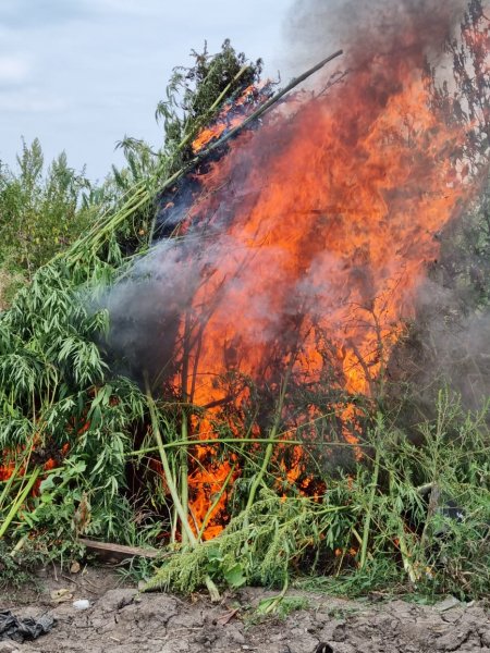В Пригородном районе Северной Осетии полицейские уничтожили посевы наркосодержащего растения