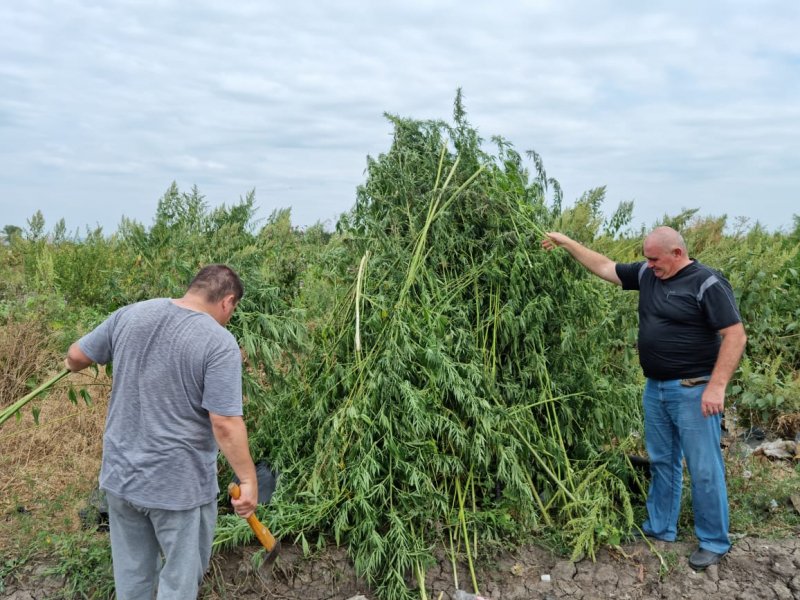 В Пригородном районе Северной Осетии полицейские уничтожили посевы наркосодержащего растения